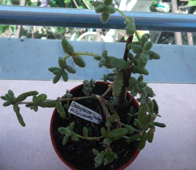 Name:  DSCF9114.jpg
Views: 629
Size:  47.0 KB