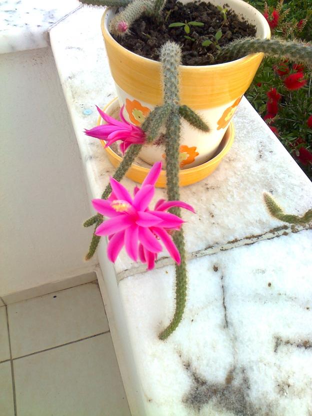 Name:  Fotoraf3660.jpg
Views: 940
Size:  70.5 KB