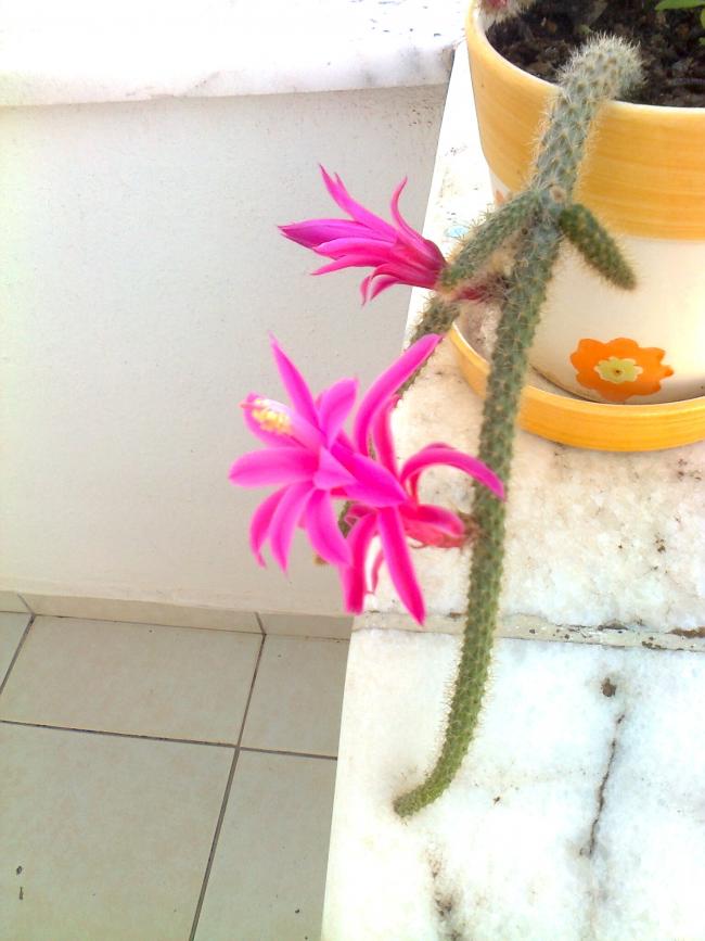 Name:  Fotoraf3661.jpg
Views: 961
Size:  57.2 KB