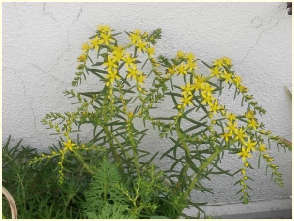 Name:  Sedum rupestre 'angelina'-iek.jpg
Views: 1110
Size:  53.8 KB