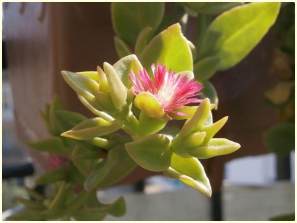 Name:  Buz iei  (Aptenia cardifolia)-iek.jpg
Views: 1012
Size:  28.7 KB