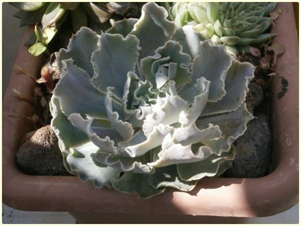 Name:  Echeveria shaviana-19.04.2016.jpg
Views: 1072
Size:  41.5 KB