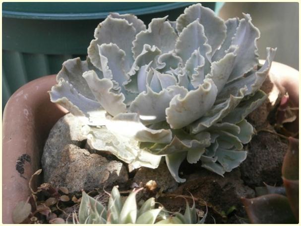 Name:  Echeveria shaviana-19.04.2016-Yavru.jpg
Views: 948
Size:  42.3 KB