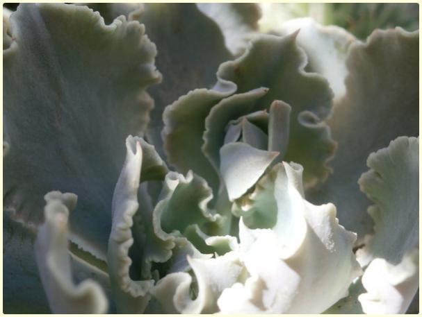 Name: Echeveria shaviana-19.04.2016-Tomurcuk.jpg
Views: 1016
Size: 29.2 KB
