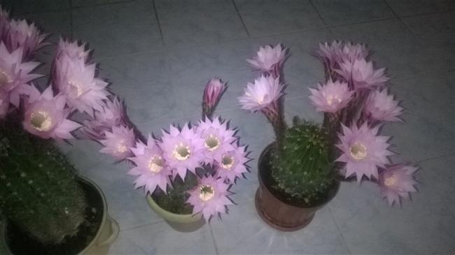 Name:  WP_20160420_004 (768 x 431).jpg
Views: 3121
Size:  26.9 KB