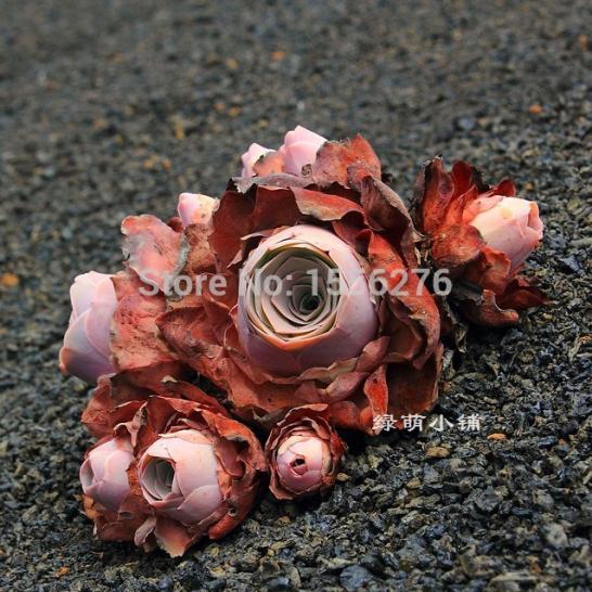 Name:  Nadir-Greenovia-aurea-El-Hierro.jpg
Views: 1375
Size:  68.5 KB