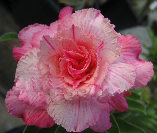 Name:  SiamVanila-Adenium-Obesum.jpg
Views: 1462
Size:  40.6 KB