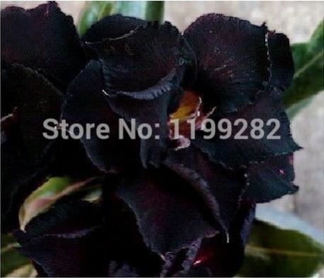 Name: Siyah-Bataklık-Adenium-Obesum.jpg
Views: 1347
Size: 25.1 KB