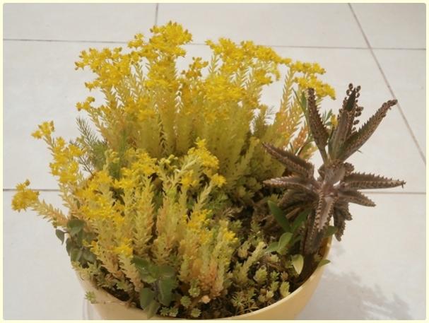 Name:  Sedum rupestre 'angelina'-iek-24 nisan.jpg
Views: 938
Size:  43.0 KB