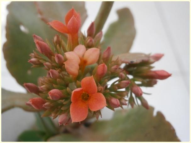 Name:  Kalanchoe blossfeldiana - Kalano.jpg
Views: 941
Size:  27.3 KB