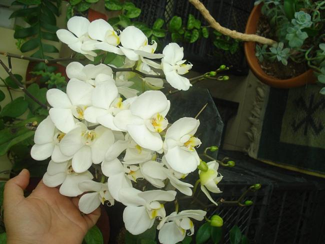 Name:  DSC08392.jpg
Views: 980
Size:  45.5 KB