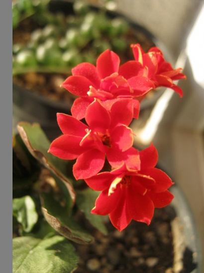 Name:  kalanchoe.jpg
Views: 608
Size:  27.0 KB