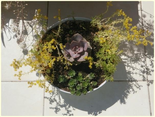 Name: Echeveria 'Perle von Nurnberg'-Aranjman-çiçeli-şenlikli.jpg
Views: 890
Size: 47.8 KB
