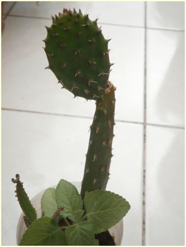 Name: Opuntia sp. (Kaynana Dili)-Yavrudil.jpg
Views: 696
Size: 33.7 KB
