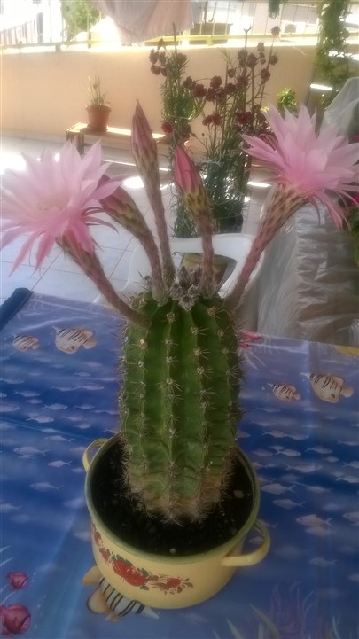 Name:  WP_20160501_003 (405 x 721).jpg
Views: 2576
Size:  67.9 KB