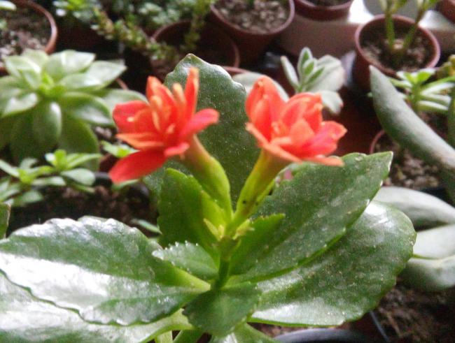 Name:  20160426_124002-1.jpg
Views: 532
Size:  51.0 KB