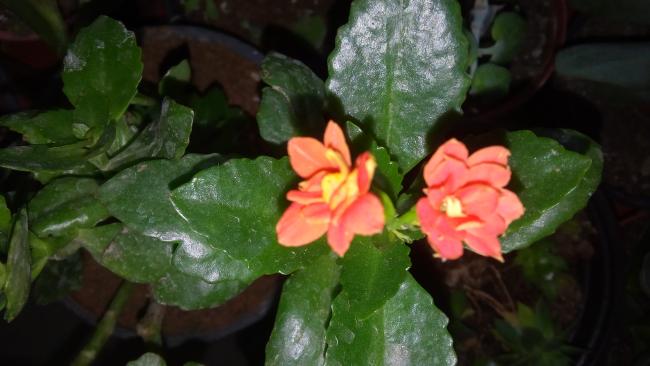 Name:  20160426_123935.jpg
Views: 502
Size:  33.1 KB