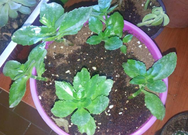 Name:  20160416_104719-1.jpg
Views: 500
Size:  60.0 KB