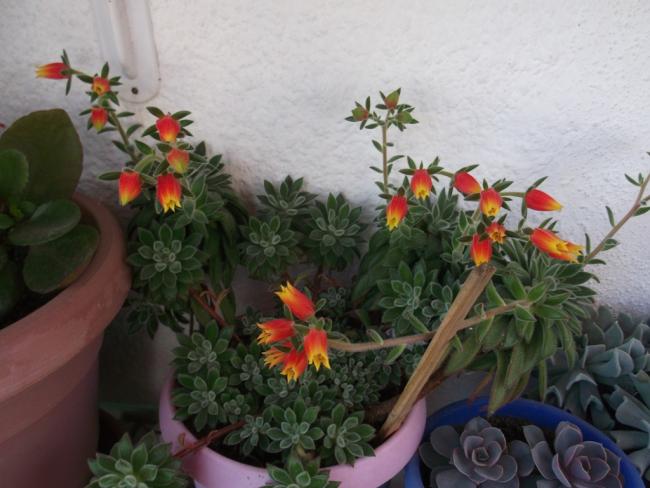 Name:  akabardak- Echeveria Set Oliver.jpg
Views: 680
Size:  44.0 KB