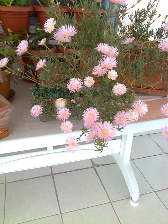 Name:  Fotoraf3721.jpg
Views: 785
Size:  74.1 KB