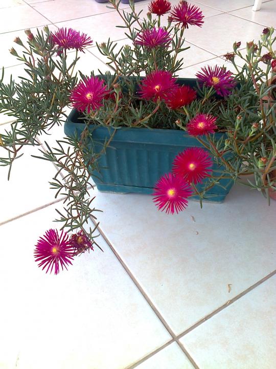 Name:  Fotoraf3725.jpg
Views: 784
Size:  74.3 KB