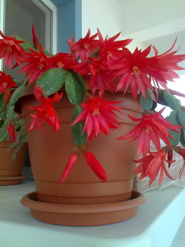 Name:  Fotoraf3742.jpg
Views: 788
Size:  59.5 KB