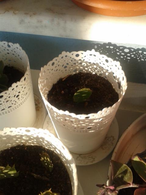 Name:  20160506_071521.jpg
Views: 696
Size:  38.3 KB