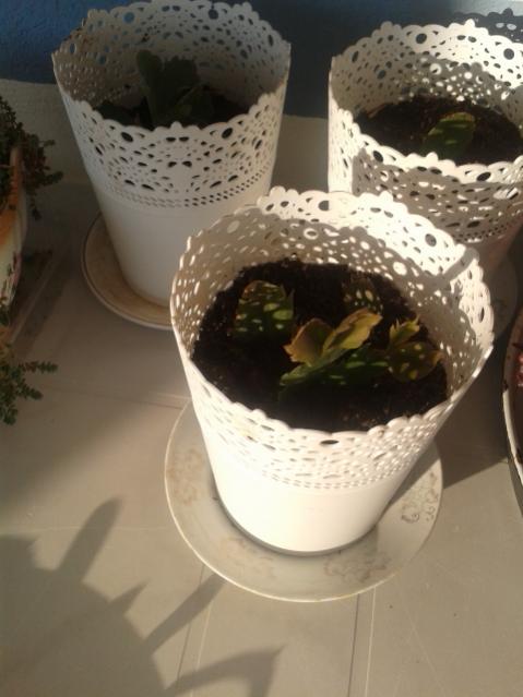Name:  20160506_071526.jpg
Views: 712
Size:  36.6 KB