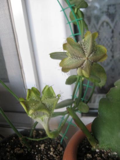 Name:  ceropegia s..jpg
Views: 508
Size:  25.8 KB
