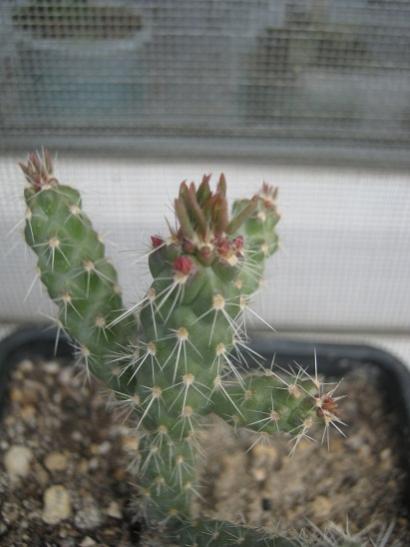 Name:  c. imbrcata.jpg
Views: 903
Size:  29.4 KB