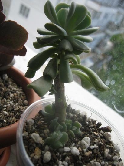 Name:  echeveria topsy t..jpg
Views: 932
Size:  34.0 KB