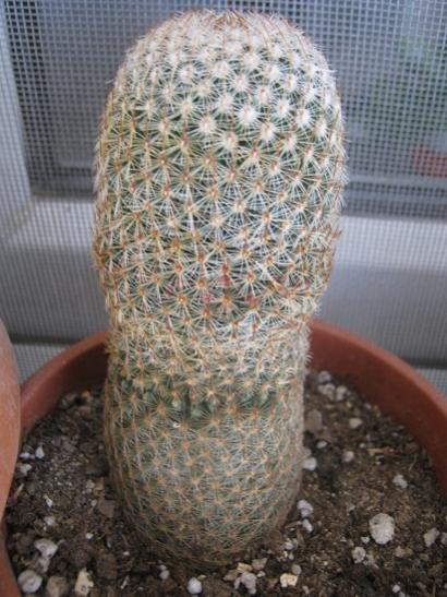 Name:  m. matudea.jpg
Views: 918
Size:  48.0 KB