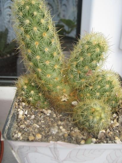Name:  m.elongata.jpg
Views: 927
Size:  44.1 KB