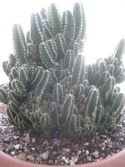 Name:  kakts.jpg
Views: 920
Size:  39.2 KB