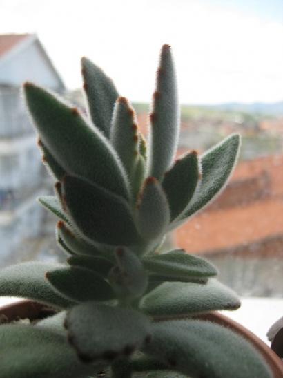 Name:  k. tomentosa.jpg
Views: 1006
Size:  21.6 KB