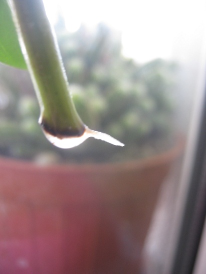 Name:  peperomia1.jpg
Views: 982
Size:  57.6 KB