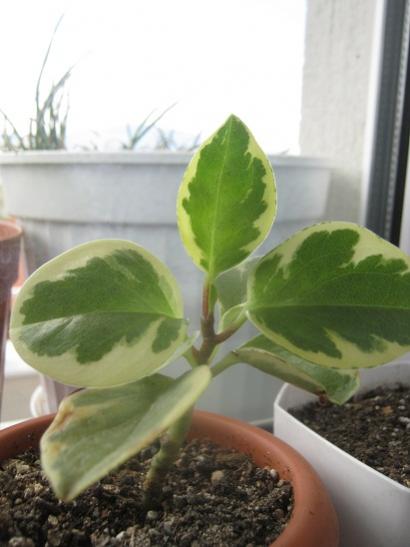 Name:  peperomia.jpg
Views: 1029
Size:  27.2 KB