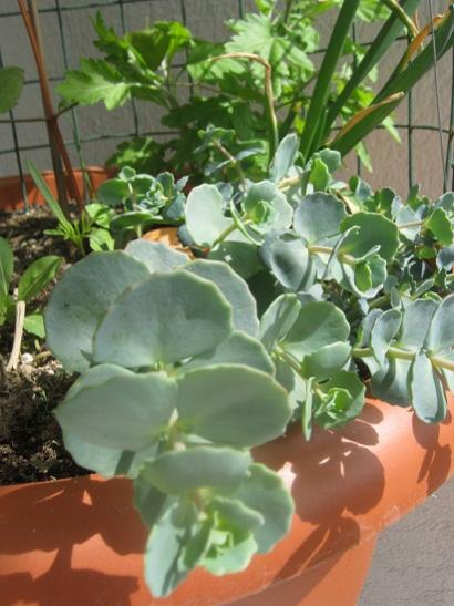 Name:  sedum s..jpg
Views: 994
Size:  40.4 KB