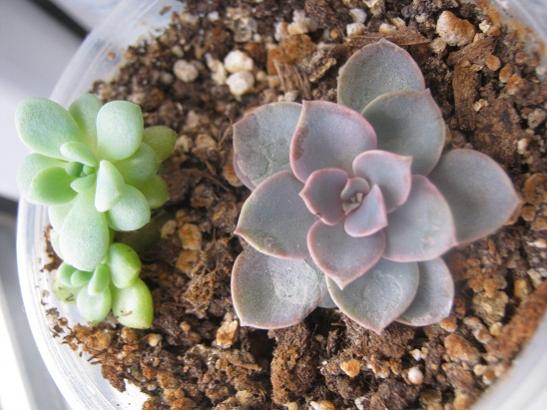 Name:  echeveria.jpg
Views: 998
Size:  42.7 KB