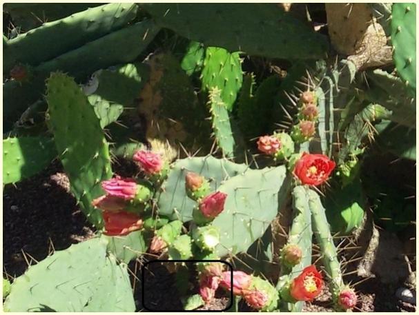 Name:  Opuntia sp. - Krmz iekli Kaynana Dili.jpg
Views: 848
Size:  52.5 KB