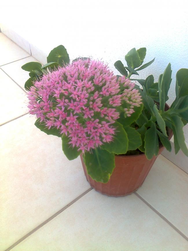 Name:  Fotoraf3808.jpg
Views: 727
Size:  58.2 KB