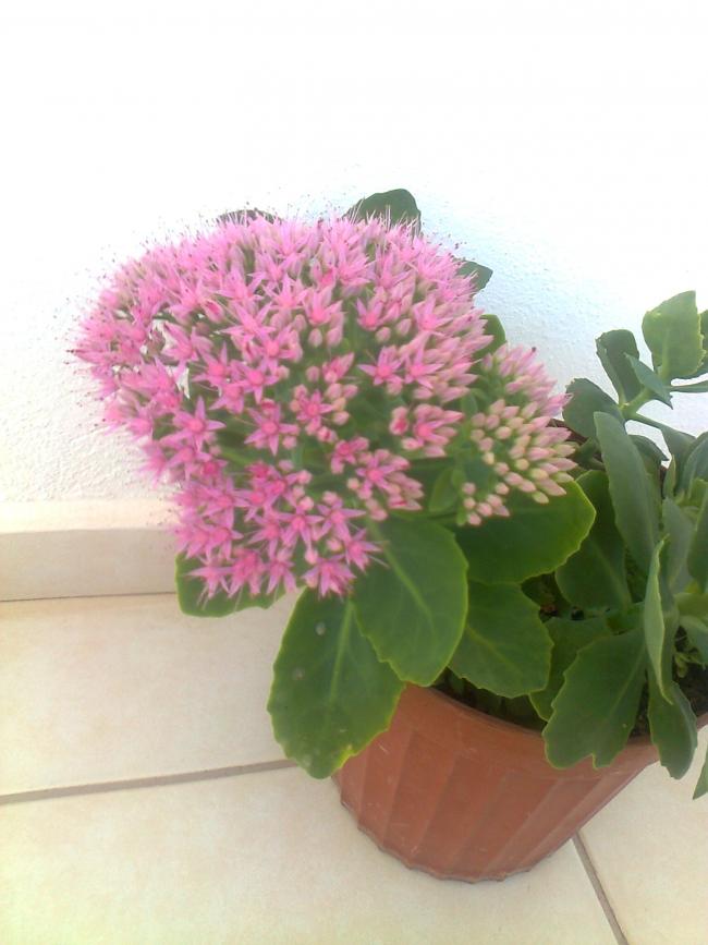 Name:  Fotoraf3809.jpg
Views: 726
Size:  52.7 KB