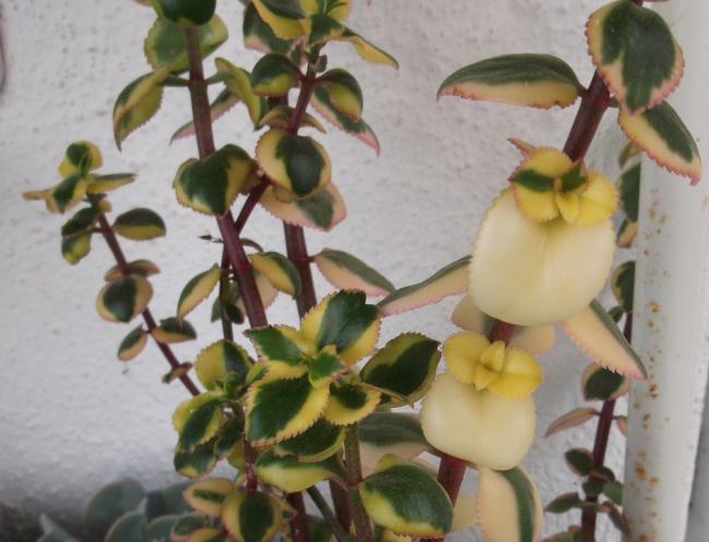 Name:  akabardak-Crassula sarmentosa.jpg
Views: 662
Size:  42.4 KB