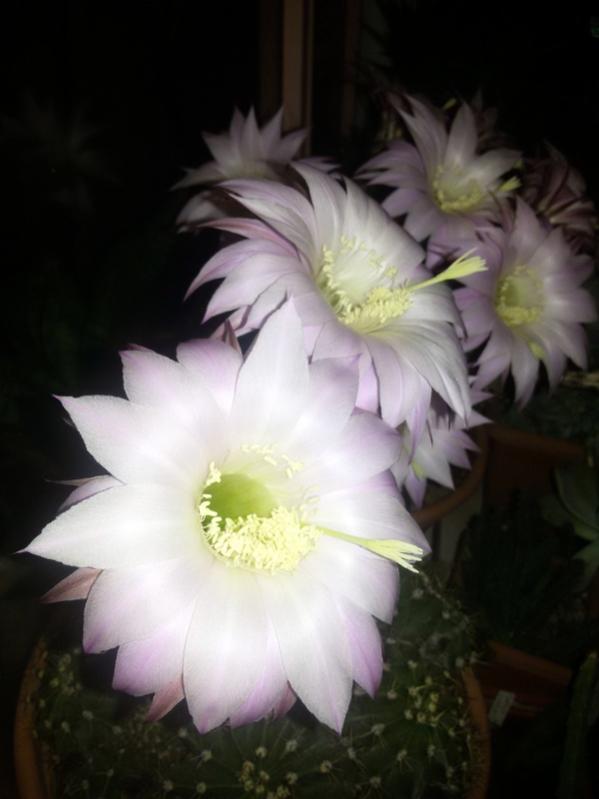 Name:  20160512_211143.jpg
Views: 1013
Size:  37.6 KB