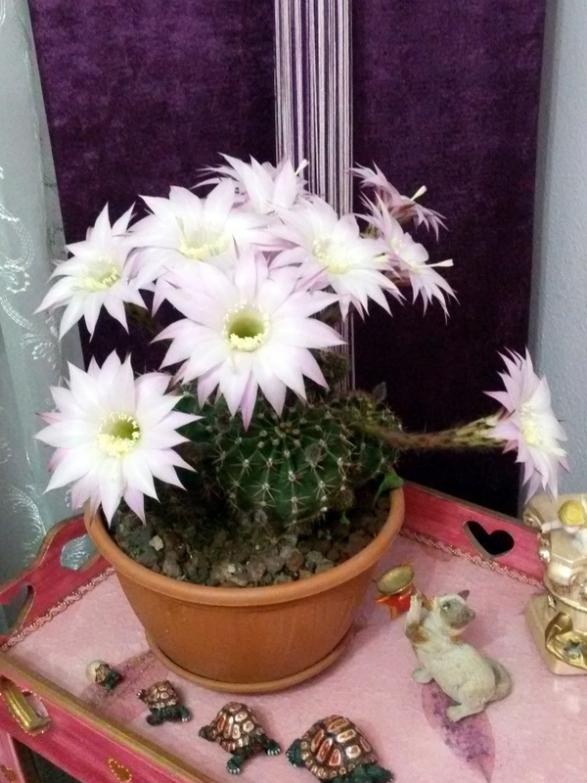 Name:  20160512_210049.jpg
Views: 996
Size:  65.5 KB