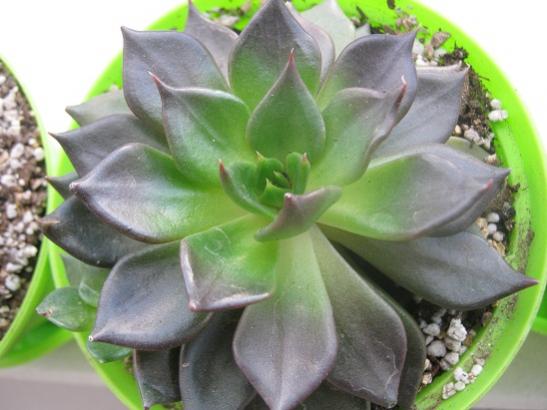 Name: echeveria black.jpg
Views: 978
Size: 34.0 KB
