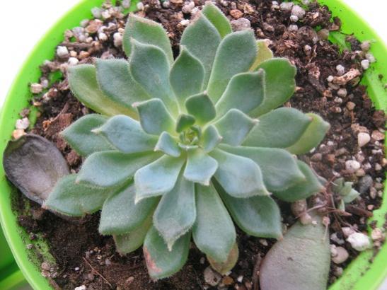 Name:  echeveria.jpg
Views: 988
Size:  43.9 KB