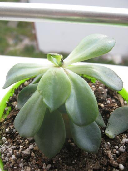 Name:  echeveria1.jpg
Views: 944
Size:  31.1 KB