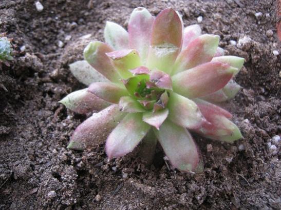 Name:  sempervivum.jpg
Views: 950
Size:  50.1 KB