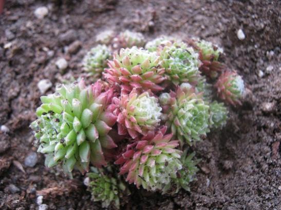 Name:  sempervivum1.jpg
Views: 975
Size:  45.7 KB